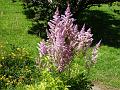 2014-0703_1335_Astilbe_24,7C